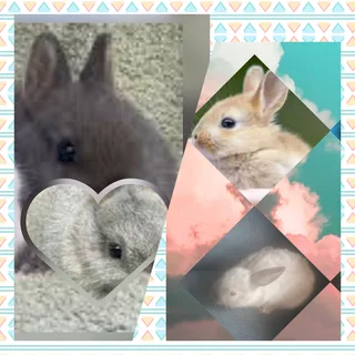 A Dwarf Rabbit The Best Pet To Get For Yourself!!