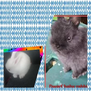 The ultimate apartment pet quiet clean and compact dwarf rabbit