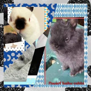 Hop into happiness give our little dwarf rabbits a forever home today