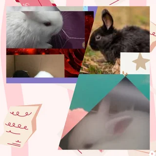 Introductory pets for kids calm dwarf rabbits