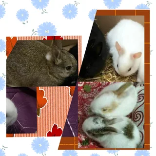 Act fast dwarf rabbits only 2 left lowest price you can get