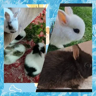 The almost silent roommate dwarf  rabbit   ideal for students or remote workers