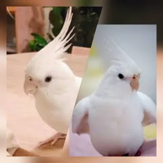Lovely healthy cockatiels