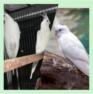 Colorful cockatiels available