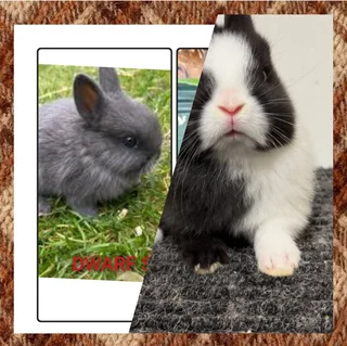 The family favorite dwarf rabbit