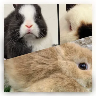 Color Dwarf Rabbits Black Friday Special Read Description