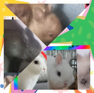 Black Friday Rabbit Special Two dwarf rabbits in color