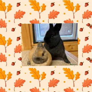 Dwarf Rabbit Promo Today Only Lovely Size And Healthy