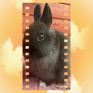 Two dwarf rabbits Black Friday Special R500 for 2