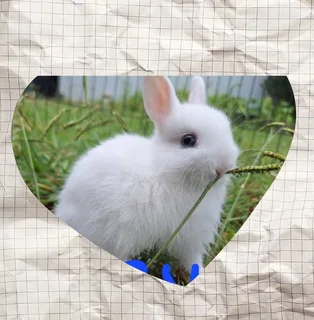 Mixed color dwarf rabbits