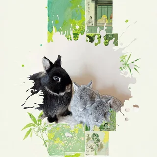 Dwarf rabbit best friend and pet