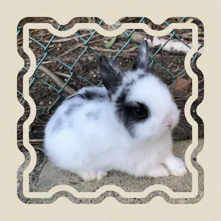 Mini little dwarf rabbits colorful