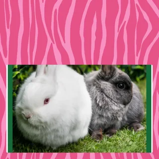 Marvel dwarf rabbits