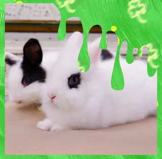 Cute miniature size rabbits Yes the Price is correct