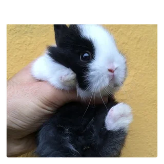 Hassle free easy dwarf rabbits