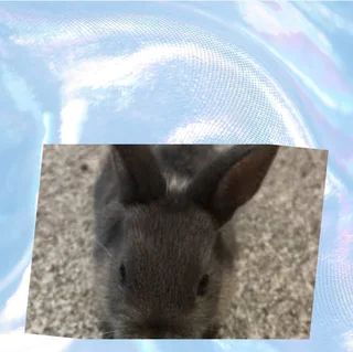 Colorful little dwarf rabbit