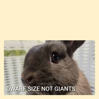 Dwarf Sized Rabbit little cute bunny