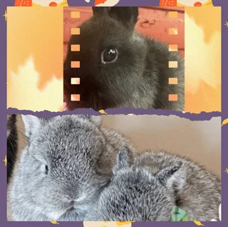 Dwarf rabbit The Only Bunny you need!