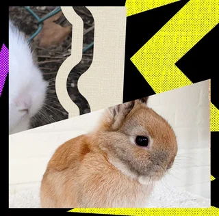 Excellent dwarf rabbits best pets