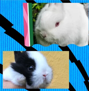 Friendly dwarf rabbit