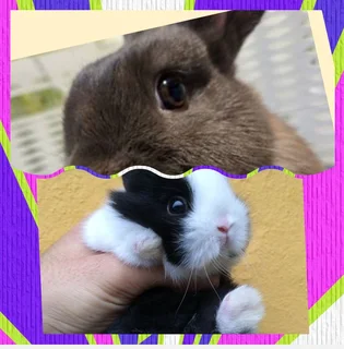 Cute rabbits dwarf rabbits yes the price is correct