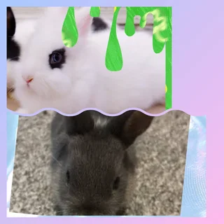Dwarf rabbits NOT normal rabbits