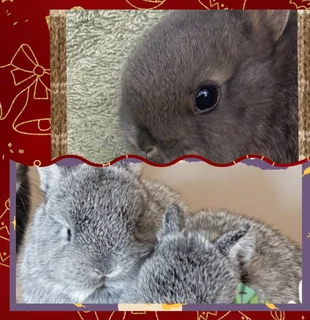 Cutest Dwarf Rabbits I Have These Little Cute Rabbits