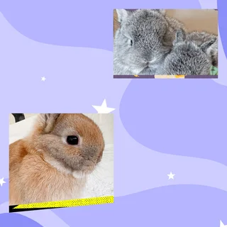 Little young cute dwarf rabbit