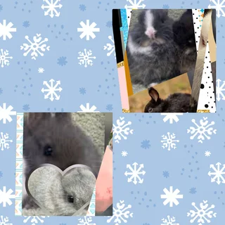 Awesome pet Dwarf  