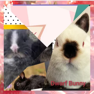 Dwarf Sized baby rabbits