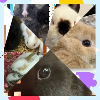 Rabbits now available in Dwarfs