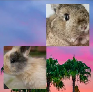 Ready now Tamed Tiny Dwarf Rabbits