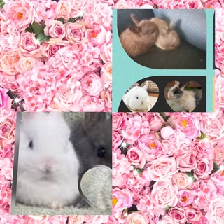 Premium Dwarf Bunny 8 Weeks , Tamed