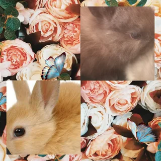 Hand tamed miniature dwarfs dwarf rabbits available immediately for new homes