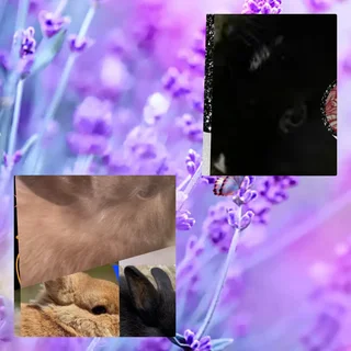 Hop into Joy with this Dwarf rabbit