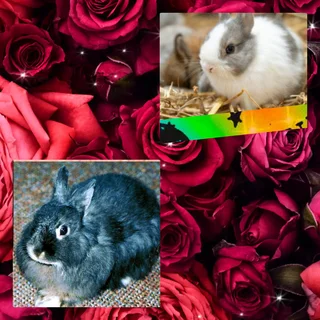 Select this Dwarf rabbit Yes the price is correct