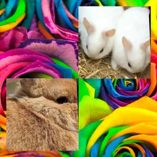 Color Dwarf rabbit R