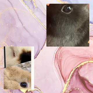 Limited color dwarf rabbits