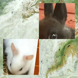 Last color dwarf rabbit