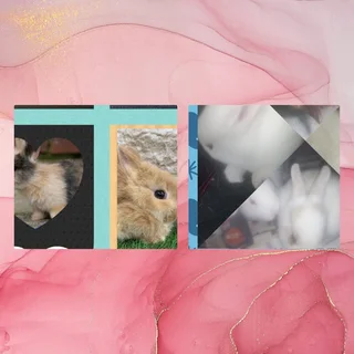 Dwarf rabbits grey white