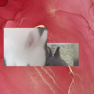 The only rabbit you need this December Dwarf rabbits