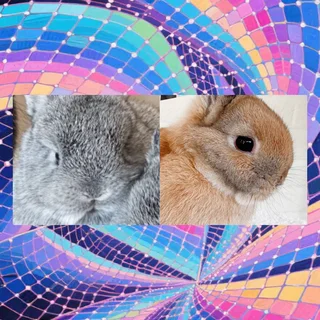 Meet the little dwarf rabbit