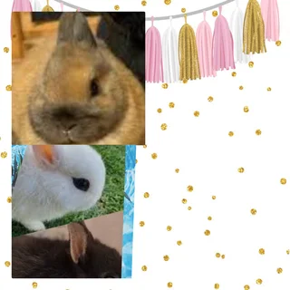 Dwarf Sized Rabbit human friendly raised