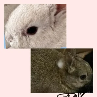 Ideal gifts dwarf rabbits for everyone to own