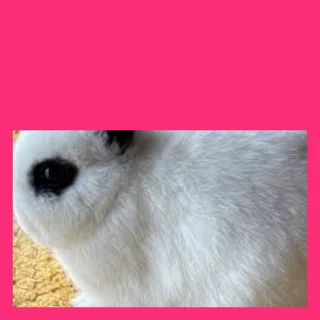 Dwarf rabbit available durban yes they are dwarfs