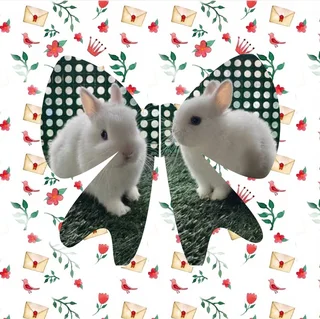 Rabbit available dwarf and most perfect pet