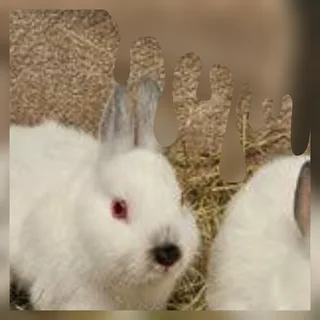 Dwarf rabbit best company to have