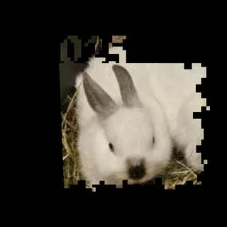 Little pet dwarf rabbit