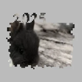 Gentle dwarf rabbits