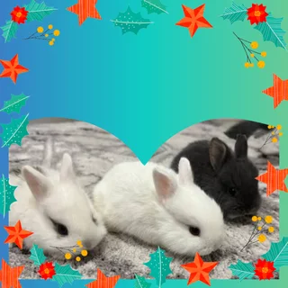 3 Dwarf rabbits color